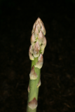 Asparagus officinalis RCP4-09 040.jpg
